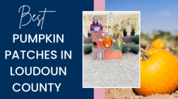 Best Pumpkin Patches in Loudoun County