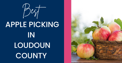Apple Picking in Loudoun County
